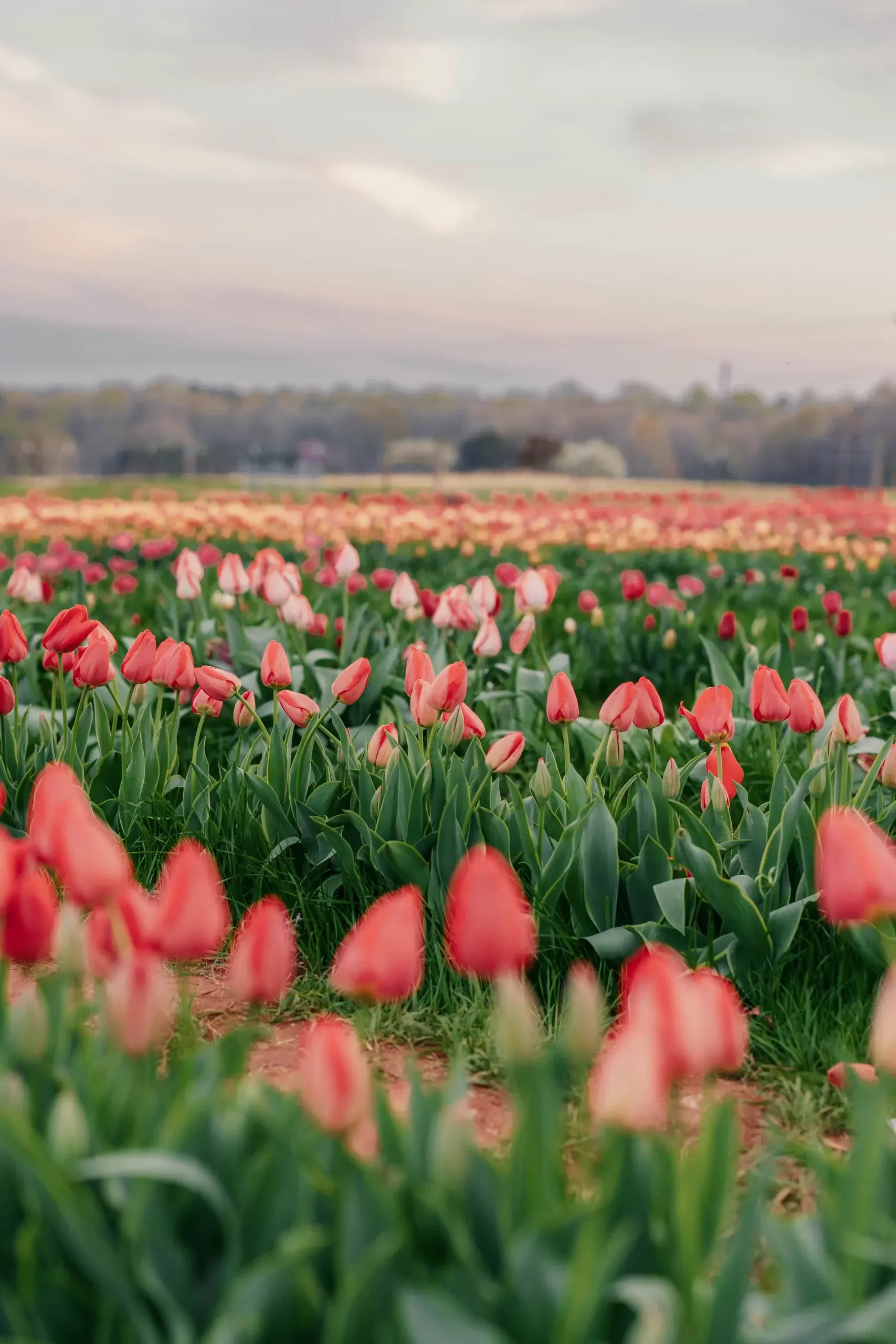 Tulip fields at Dirt & Grit Farm at golden hour