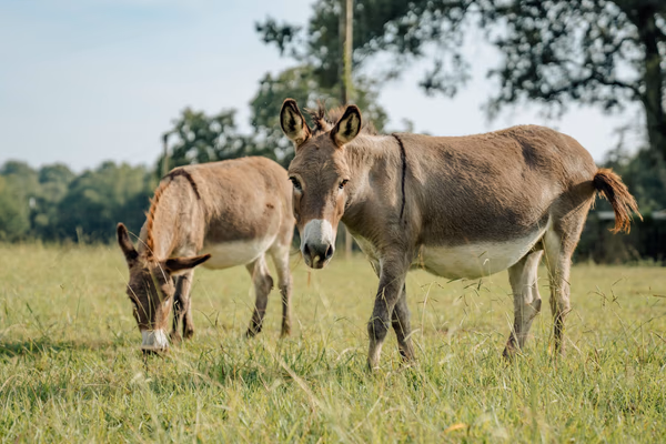 Pasture donkeys looking over the fence