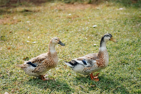 Ducks swimming in the farm pond