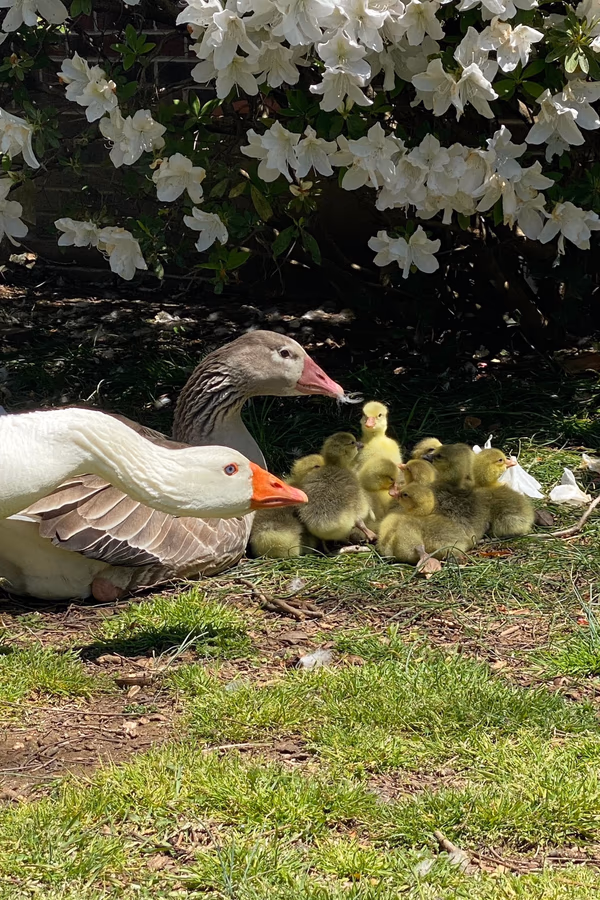 Geese roaming the green pastures