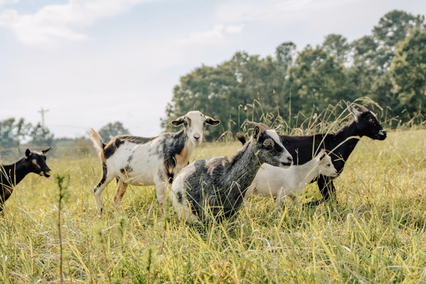 Goats playing in their pasture enclosure