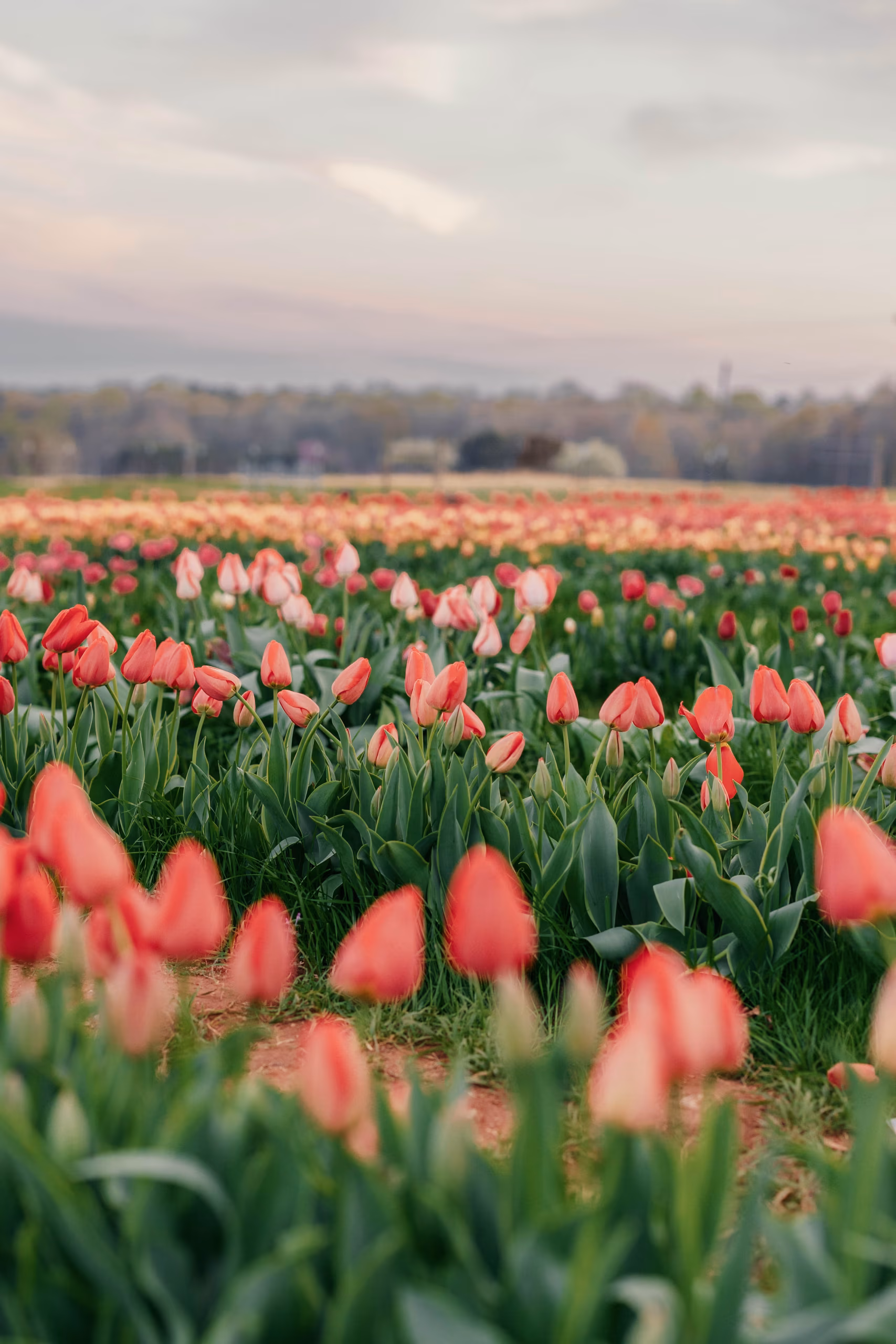 Tulip fields perfect for photography