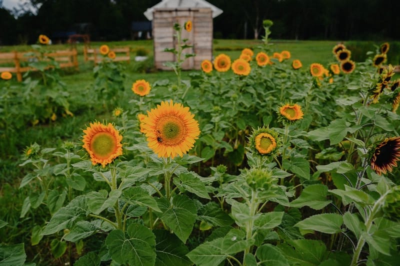 Summer season at Dirt & Grit Farm